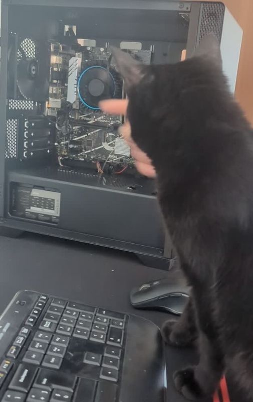 pc aperto e gatti sulla scrivania.